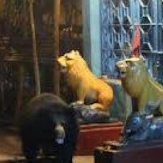 Bear found infront of Bhairabi temple