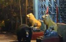 Bear found infront of Bhairabi temple  
