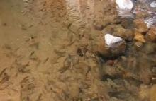 Fish found inside Ammakunda